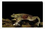 Trichobatrachus robustus (hairy frog) by Anonymous