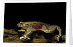 Trichobatrachus robustus (hairy frog) by Anonymous
