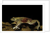 Trichobatrachus robustus (hairy frog) by Anonymous