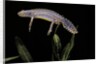 Triturus alpestris (alpine newt) by Anonymous