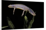 Triturus alpestris (alpine newt) by Anonymous