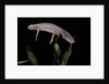 Triturus alpestris (alpine newt) by Anonymous