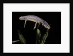 Triturus alpestris (alpine newt) by Anonymous