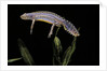 Triturus alpestris (alpine newt) by Anonymous