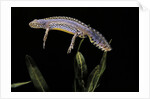 Triturus alpestris (alpine newt) by Anonymous