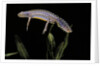 Triturus alpestris (alpine newt) by Anonymous