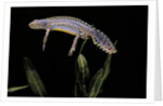 Triturus alpestris (alpine newt) by Anonymous