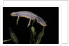Triturus alpestris (alpine newt) by Anonymous