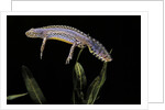 Triturus alpestris (alpine newt) by Anonymous