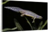Triturus alpestris (alpine newt) by Anonymous