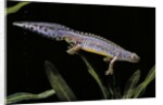 Triturus alpestris (alpine newt) by Anonymous