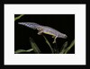 Triturus alpestris (alpine newt) by Anonymous
