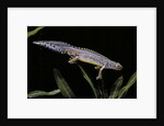 Triturus alpestris (alpine newt) by Anonymous