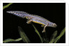 Triturus alpestris (alpine newt) by Anonymous