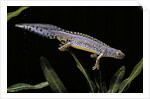 Triturus alpestris (alpine newt) by Anonymous