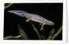 Triturus alpestris (alpine newt) by Anonymous
