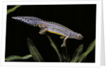 Triturus alpestris (alpine newt) by Anonymous