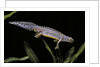 Triturus alpestris (alpine newt) by Anonymous