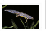 Triturus alpestris (alpine newt) by Anonymous