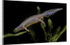 Triturus alpestris (alpine newt) by Anonymous