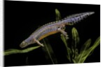 Triturus alpestris (alpine newt) by Anonymous
