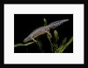 Triturus alpestris (alpine newt) by Anonymous