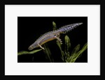 Triturus alpestris (alpine newt) by Anonymous