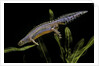 Triturus alpestris (alpine newt) by Anonymous
