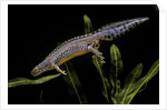 Triturus alpestris (alpine newt) by Anonymous