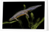Triturus alpestris (alpine newt) by Anonymous