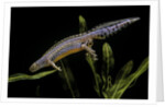 Triturus alpestris (alpine newt) by Anonymous
