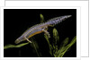 Triturus alpestris (alpine newt) by Anonymous