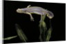 Triturus alpestris (alpine newt) by Anonymous