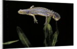 Triturus alpestris (alpine newt) by Anonymous