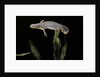 Triturus alpestris (alpine newt) by Anonymous