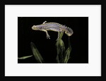 Triturus alpestris (alpine newt) by Anonymous
