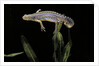 Triturus alpestris (alpine newt) by Anonymous