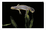 Triturus alpestris (alpine newt) by Anonymous