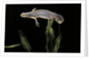 Triturus alpestris (alpine newt) by Anonymous