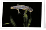 Triturus alpestris (alpine newt) by Anonymous