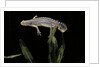 Triturus alpestris (alpine newt) by Anonymous