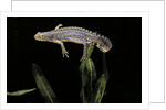 Triturus alpestris (alpine newt) by Anonymous