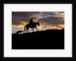Cowboy in silhouette with sunset by Anonymous