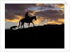 Cowboy in silhouette with sunset by Anonymous