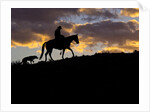 Cowboy in silhouette with sunset by Anonymous