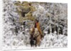Cowgirl riding in Autumn Aspens with a fresh snowfall by Anonymous