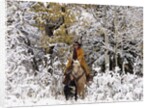 Cowgirl riding in Autumn Aspens with a fresh snowfall by Anonymous