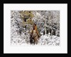 Cowgirl riding in Autumn Aspens with a fresh snowfall by Anonymous