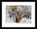Cowgirl riding in Autumn Aspens with a fresh snowfall by Anonymous