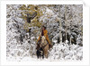 Cowgirl riding in Autumn Aspens with a fresh snowfall by Anonymous
